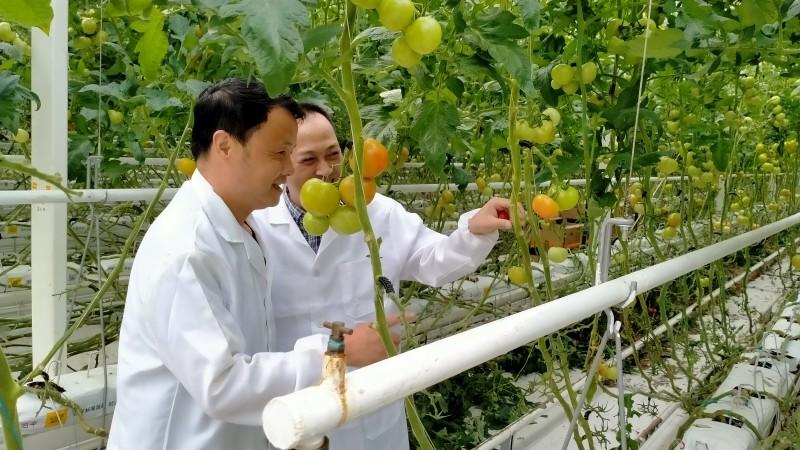 赴桐城市现代智慧农业产业园,为番茄采摘,贮存保鲜提供技术指导服务