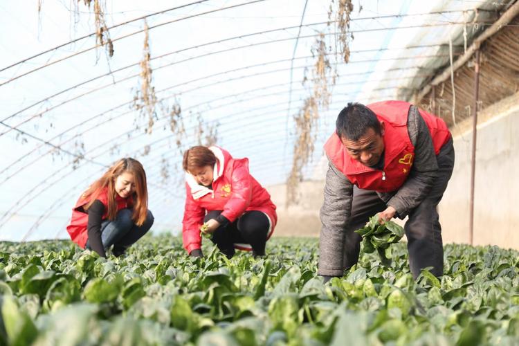 沙雅县农业科技志愿服务者开展温室大棚种植技术指导活动